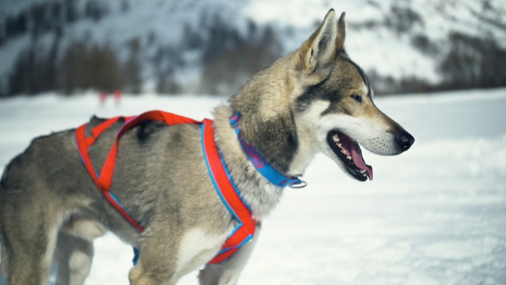 Conduite d'attelage 1/2 journée VEL