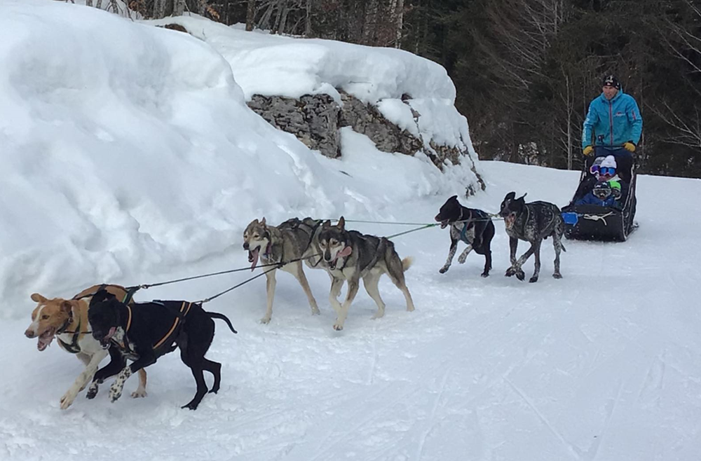 Conduite d'attelage 1h00 VEL