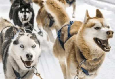 Accès journée mushers amateurs VEL