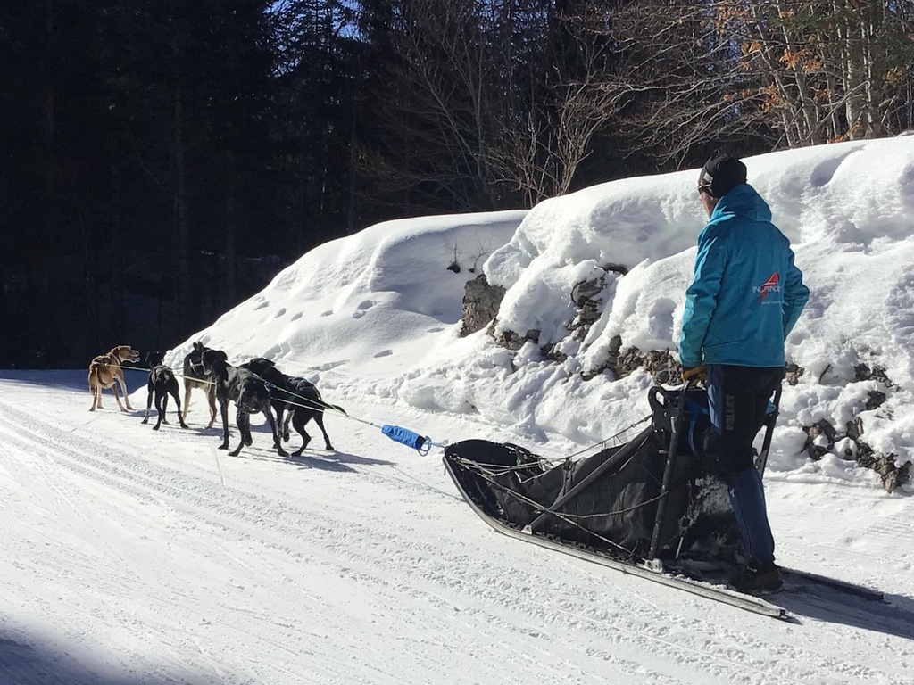 Conduite d'attelage journée